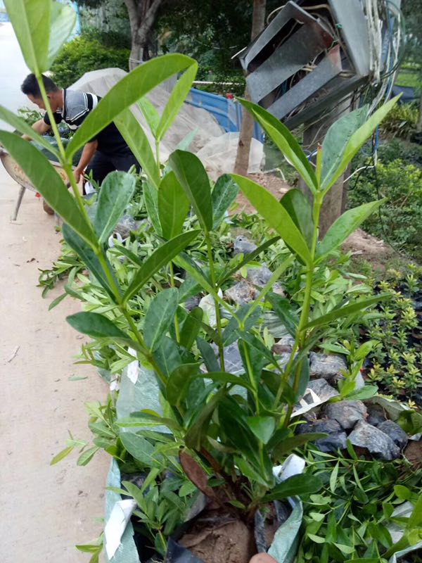 长期供应优质观花绿植五彩仙丹 物美价廉