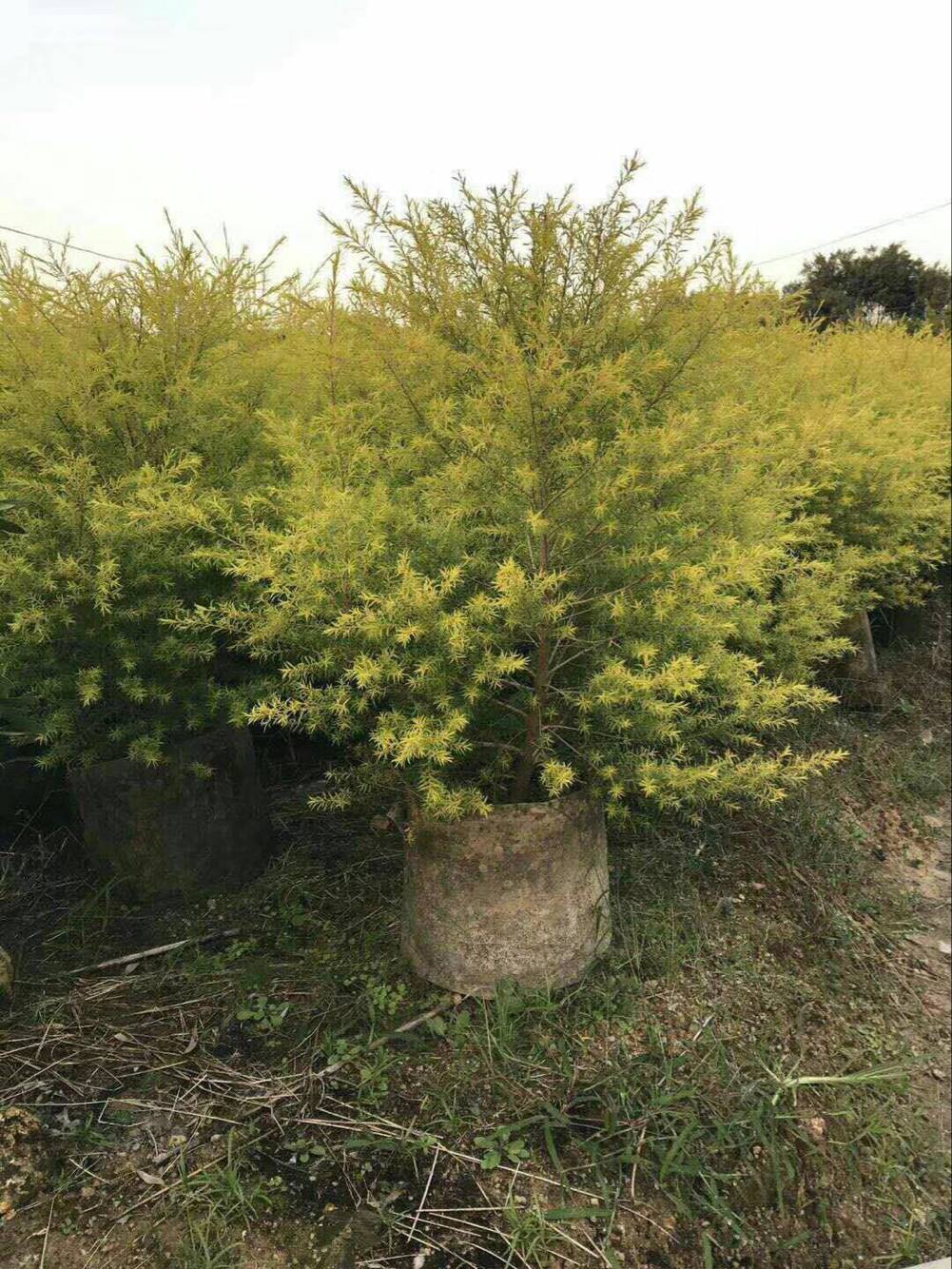 基地直销灌木类美化环境观叶绿植黄金宝树