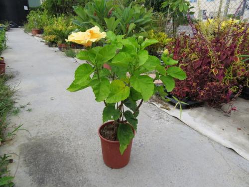 基地直销庭园小区观花绿化植物重瓣扶桑