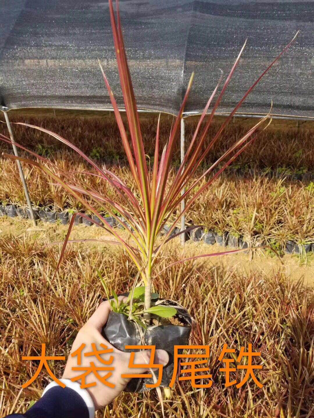 漳州产地直销彩色地被可盆栽绿植大袋马尾铁