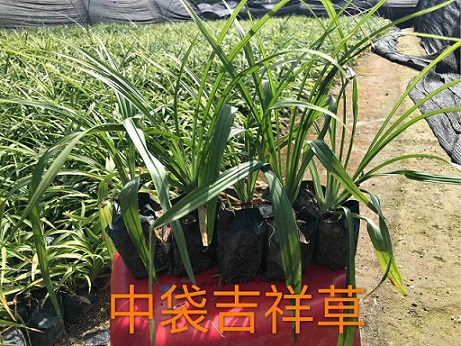 常年大量供应优质矮生地被绿植吉祥草袋苗