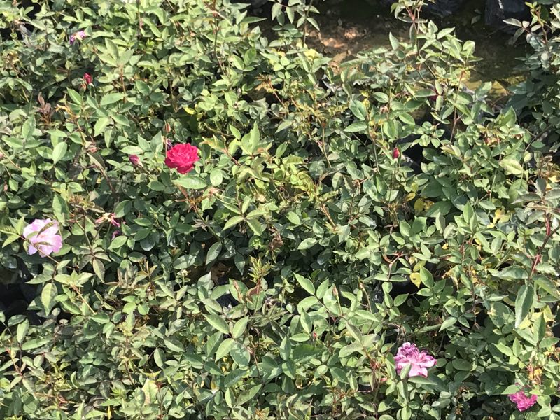 厂家自产自销园林绿化盆栽植物丰花月季