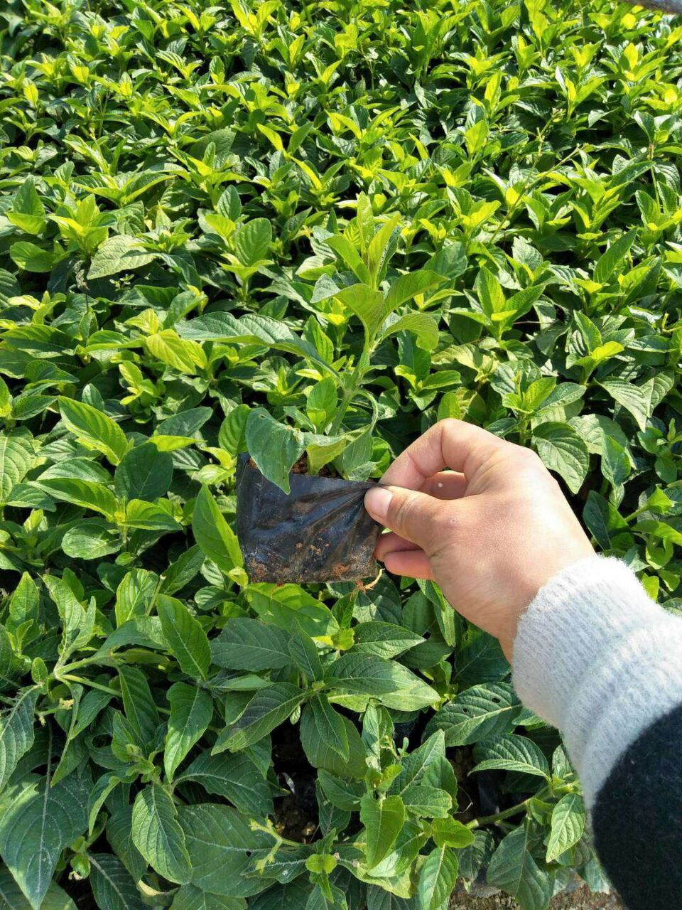 湖南苗木基地长期批发供应四季常青大花芦莉