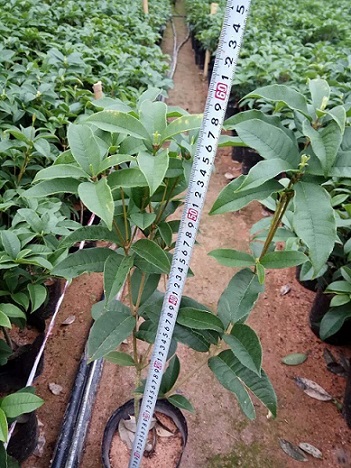批发供应庭园芳香植物桂花小苗 物美价廉