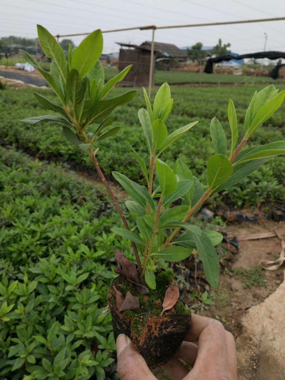 常年大量供应庭园花海专用地被毛杜鹃
