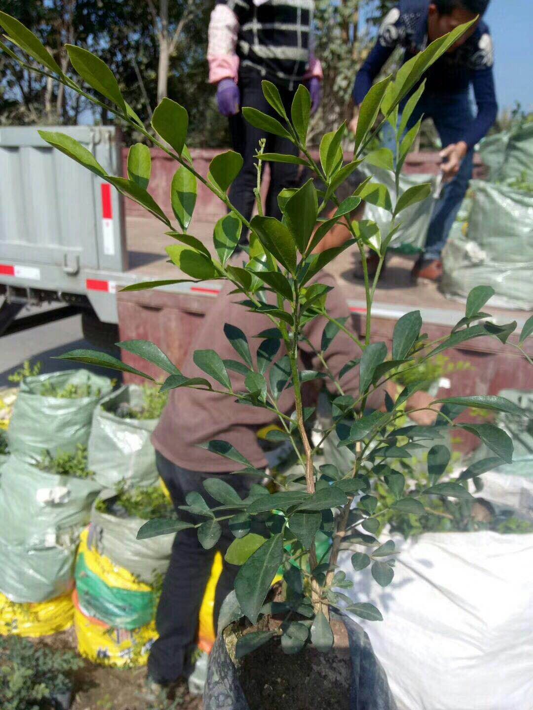 批发供应办公室桌面盆栽绿植七里香质优价廉