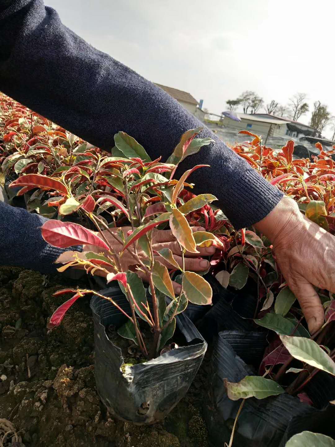 基地直销园林庭院可盆栽地被绿化苗红背桂