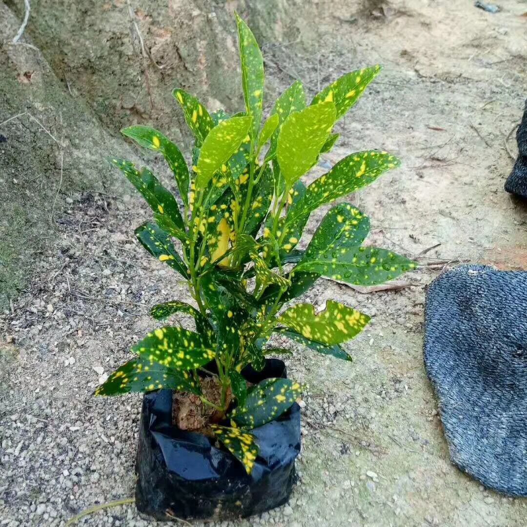 漳州苗木供应中心大量供应地被海南洒金