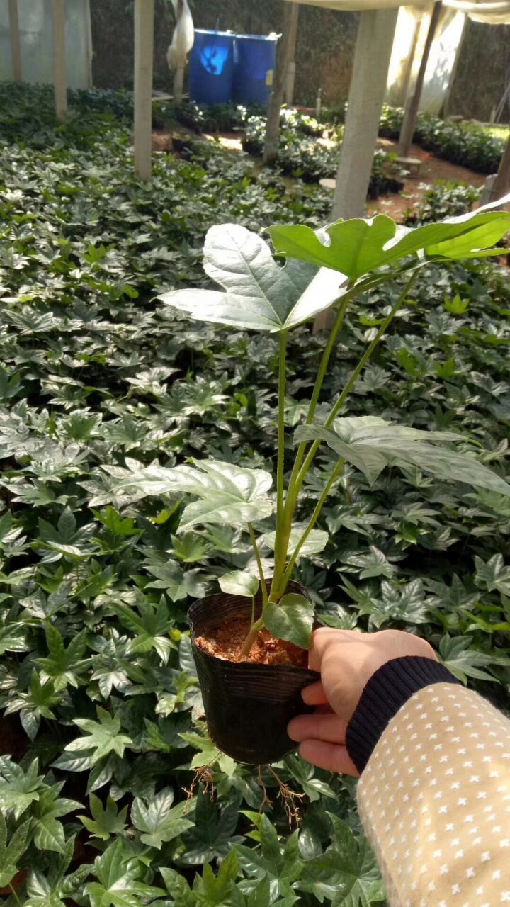 西安苗木种植基地批发供应精品八角金盘