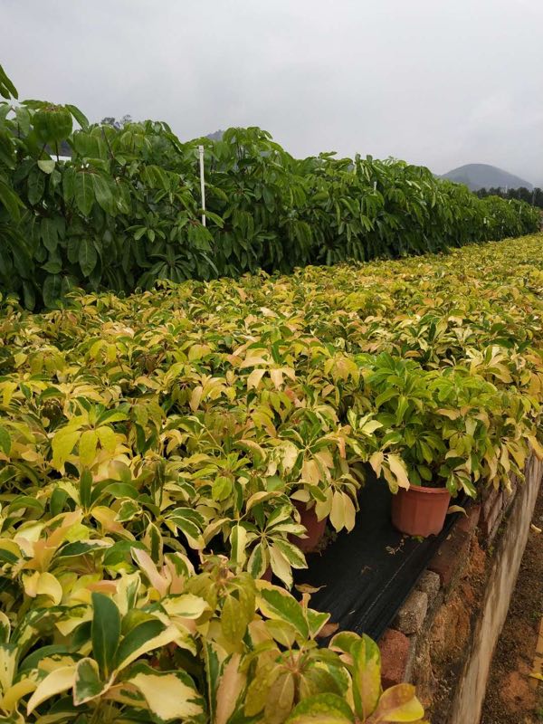 多规格供应绿化地被苗花叶鹅掌柴物美价廉