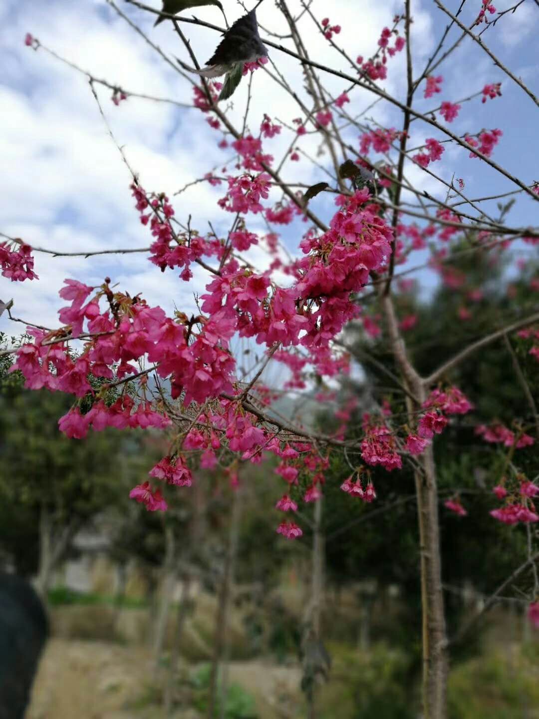 大型移植基地多规格供应精品福建山樱花