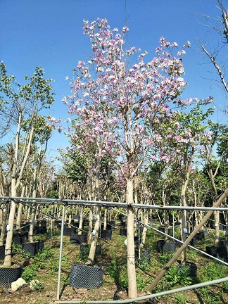 大量批发供应工程园林景观树宫粉紫荆