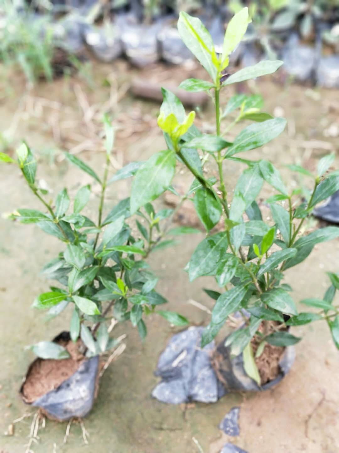 批发供应易养适合盆栽植物小苗小叶栀子