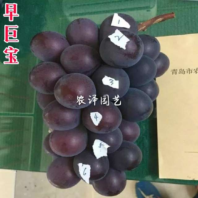 早巨宝葡萄苗山东早熟葡萄苗大棚葡萄苗批发