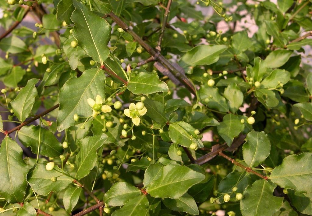 今年新采 卫矛种子 货源可靠 芽率高
