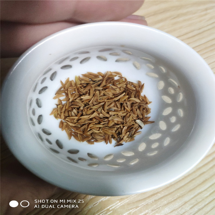 辽宁省东北连翘种子价格一览表