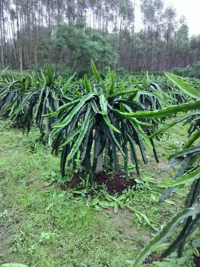 霸王花种苗