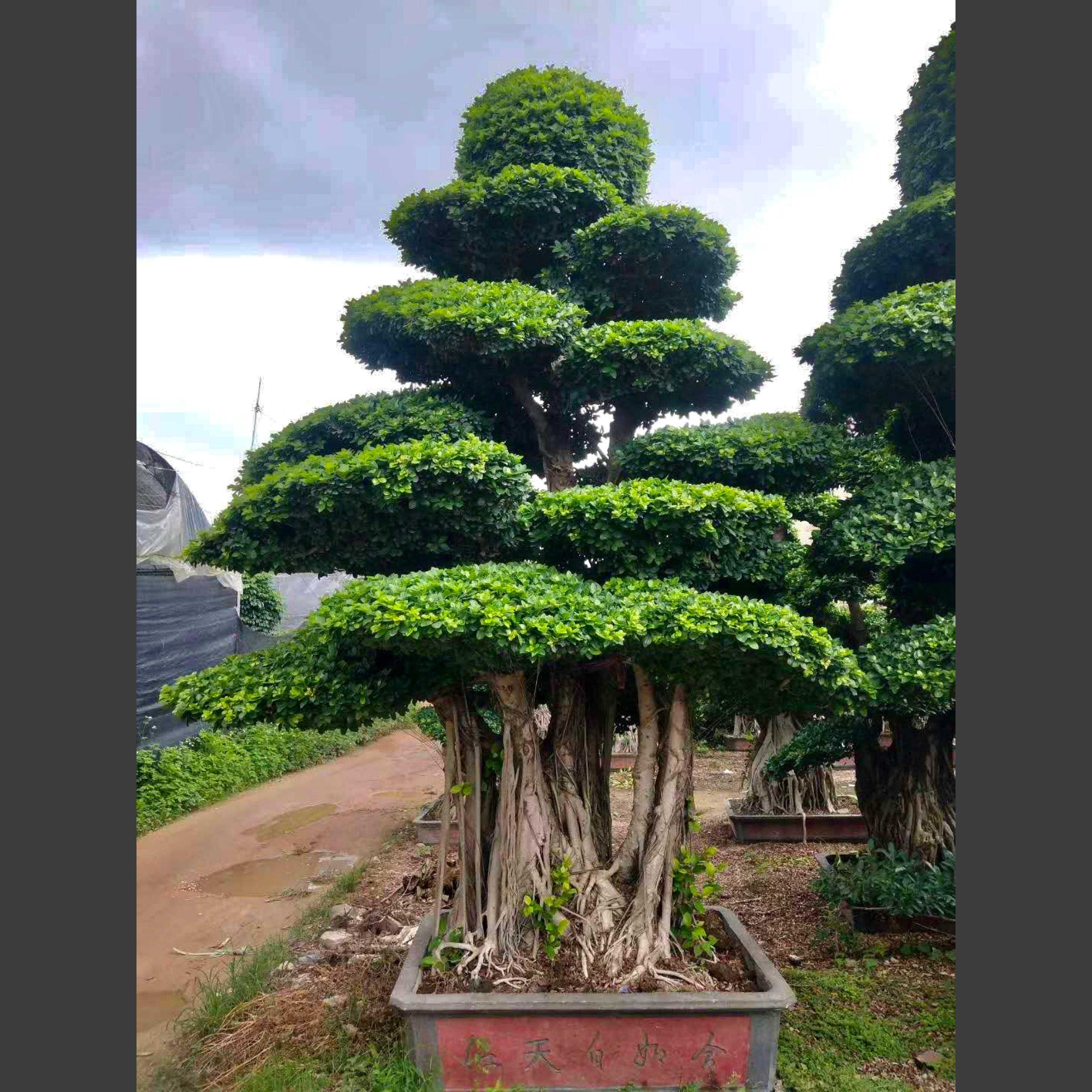 漳州造型小叶榕榕树桩景基地直销