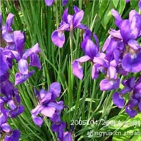  ƣϪݥ֣ Iris sanguinea  β Iris