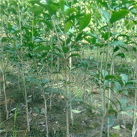 供应高杆朱砂桂花树 精品朱砂桂花树 绿化苗木