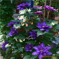 攀援 观花 植物,攀援植物,观花植物(第9页)_点力图库