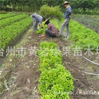 桂花苗,桂花树,桂花小苗,大规格桂花树,桂花苗批发