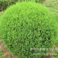 专供圆柏球翠柏球,松柏球,球类植物.