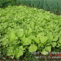 蔬菜种子圆叶白苋菜种子人旱菜红菜荇菜